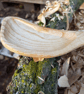 Hand Carved Wooden Spoon  - Image 5