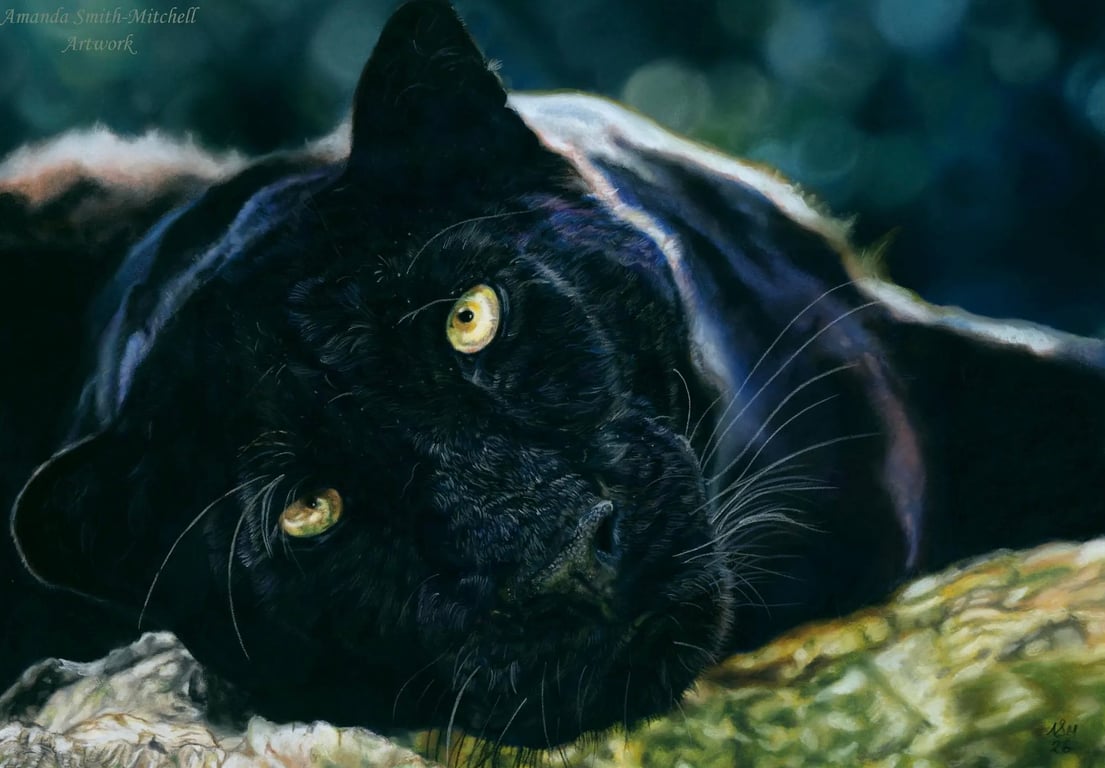 Midnight Gaze, a black leopard original pastel pencil artwork