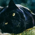 Midnight Gaze, a black leopard original pastel pencil artwork