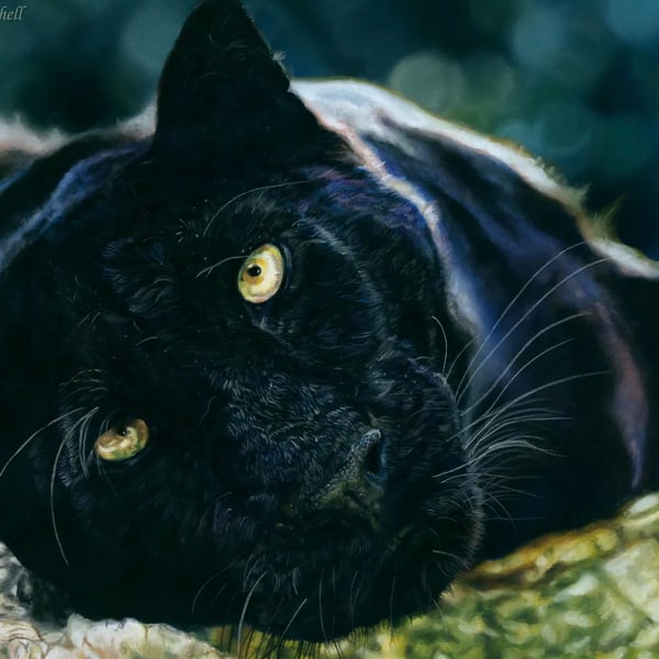 Midnight Gaze, a black leopard original pastel pencil artwork