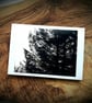 Pine Forest Cards - READY TO SHIP - Image 4