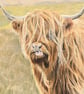 Highland  Cow Giclee print - Image 2