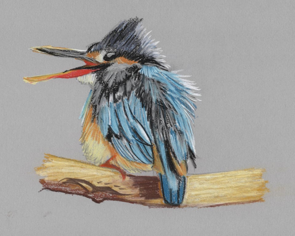Scruffy Kingfisher Fine Art Print 