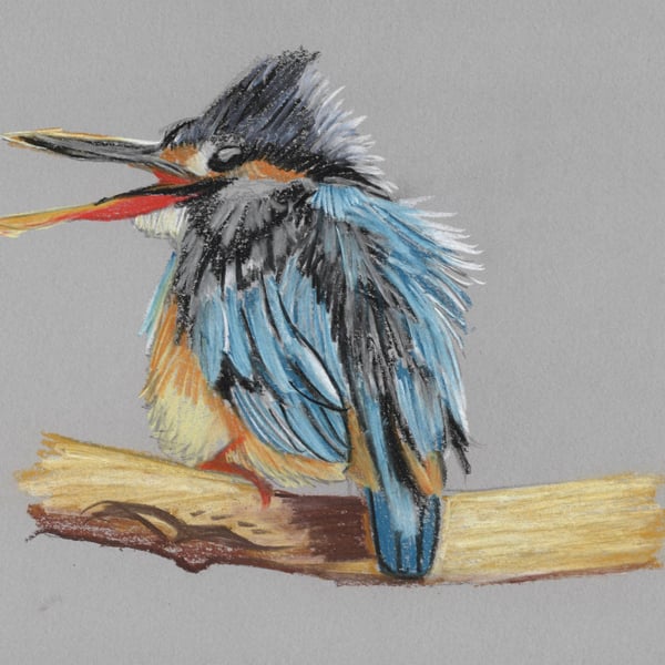 Scruffy Kingfisher Fine Art Print 