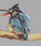 Scruffy Kingfisher Fine Art Print 