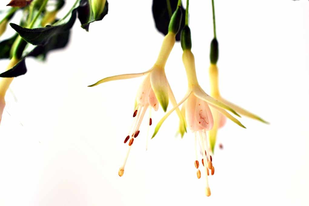 White Fuchsia Hawkshead Summer Flower Photograph Print