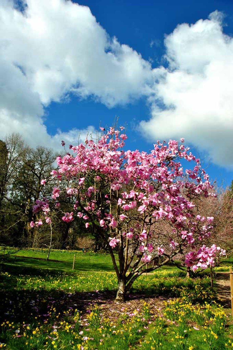 Magnolia Tree Batsford Arboretum Cotswolds UK Photograph Print