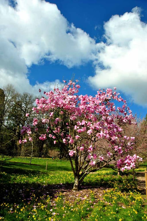 Magnolia Tree Batsford Arboretum Cotswolds UK Photograph Print