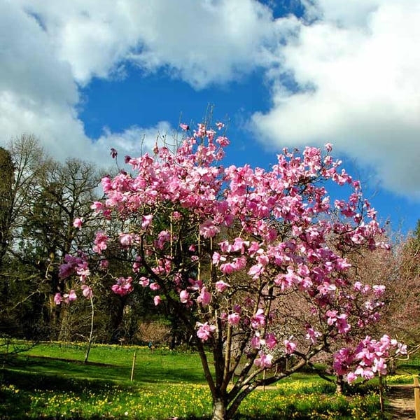 Magnolia Tree Batsford Arboretum Cotswolds UK Photograph Print