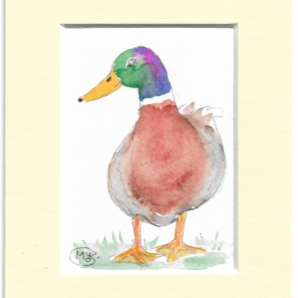 Mallard Duck in a mount. Original painting ACEO. 