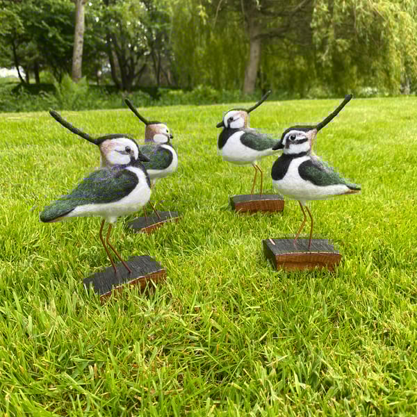 Lapwing (Peesie)