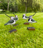 Lapwing (Peesie) - Image 1