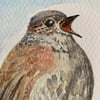 Singing Dunnock bird (original watercolour painting)