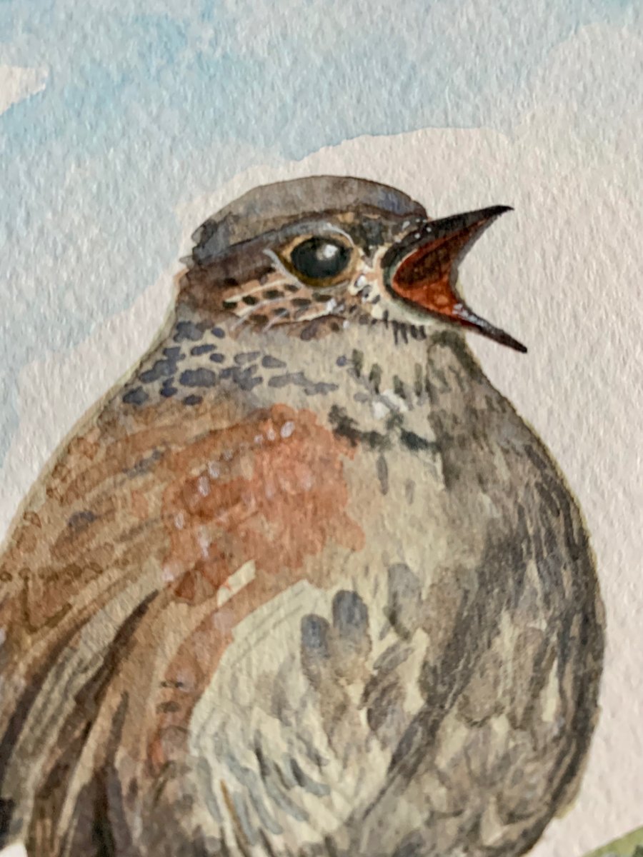Singing Dunnock bird (original watercolour painting)