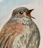 Singing Dunnock bird (original watercolour painting)
