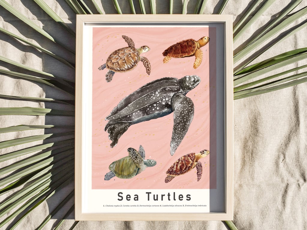 Sea Turtles Illustrated Scientific Art Print Pink