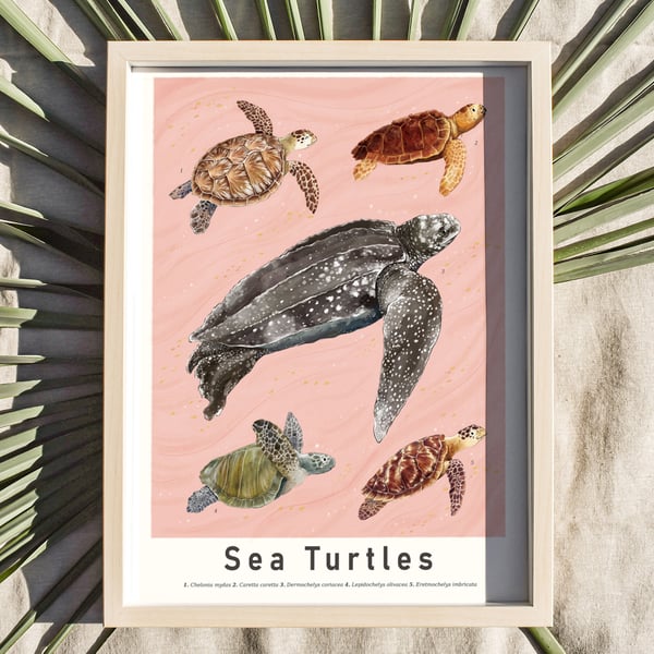 Sea Turtles Illustrated Scientific Art Print Pink