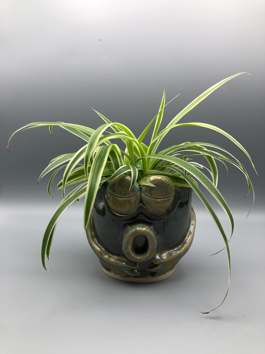 Indoor plant pot relaxing frog