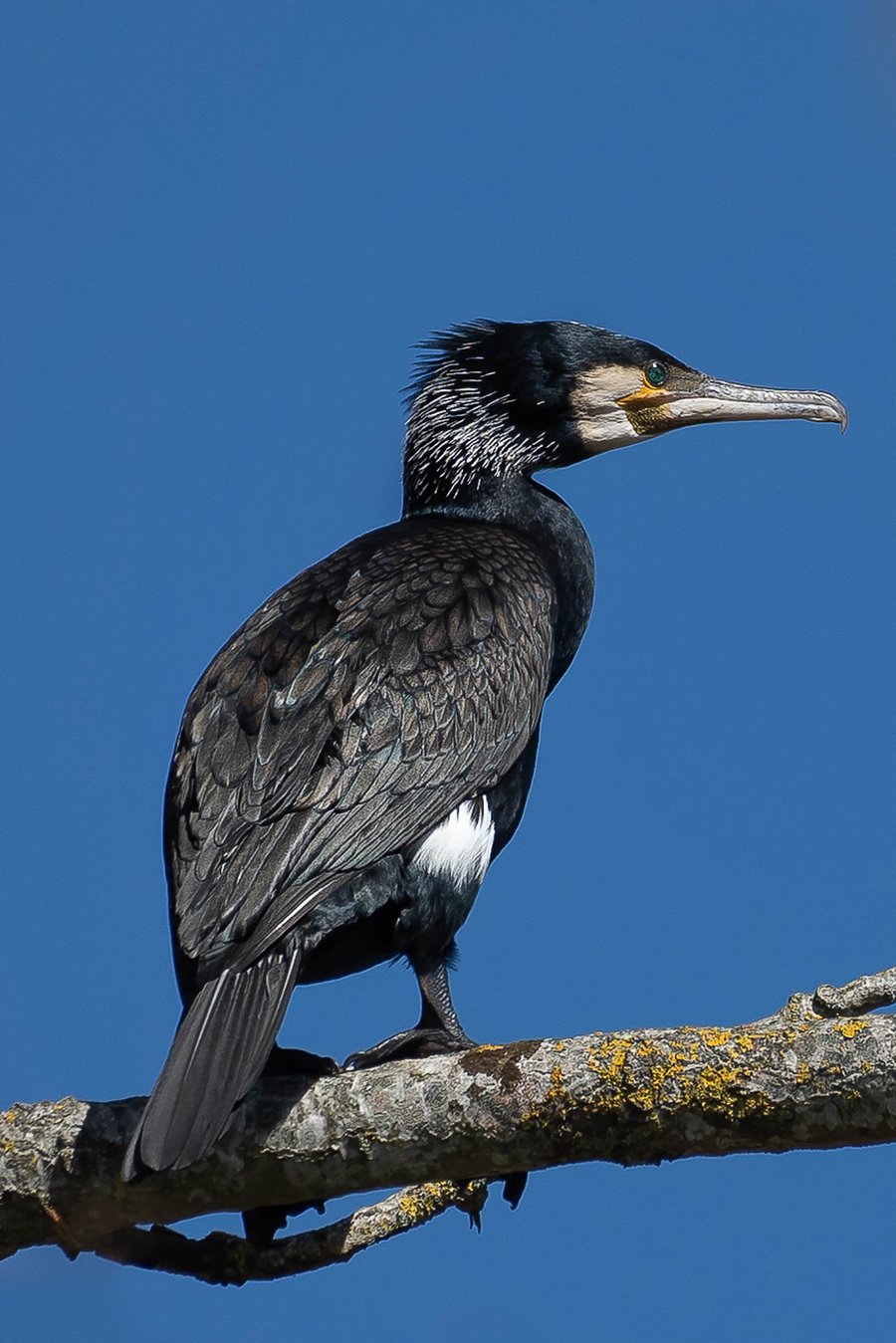 Limited Edition Hand-Signed Mounted Photo of a Cormorant