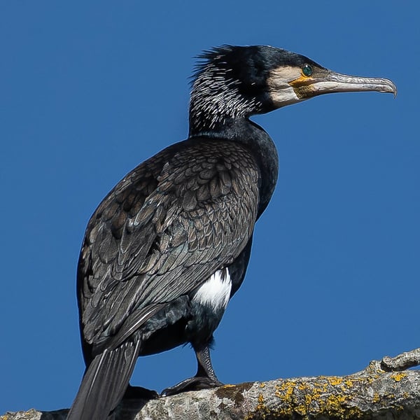 Limited Edition Hand-Signed Mounted Photo of a Cormorant