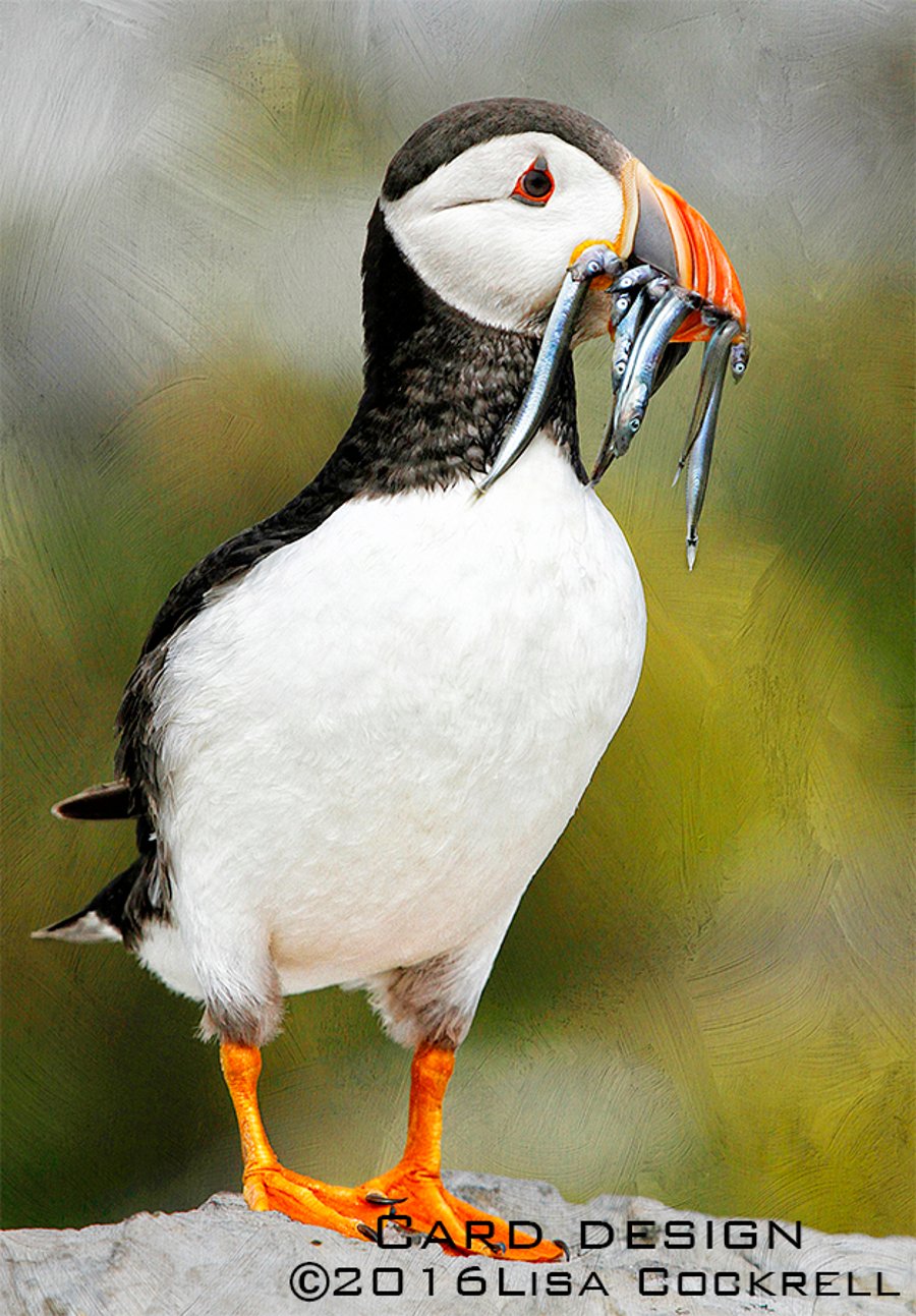 Exclusive Puffin With Sand Eels Greetings Card