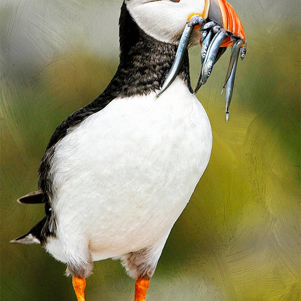 Exclusive Puffin With Sand Eels Greetings Card