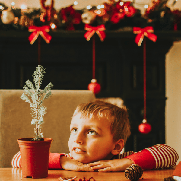 10 x Grow Your Own Christmas Tree Seed Packets