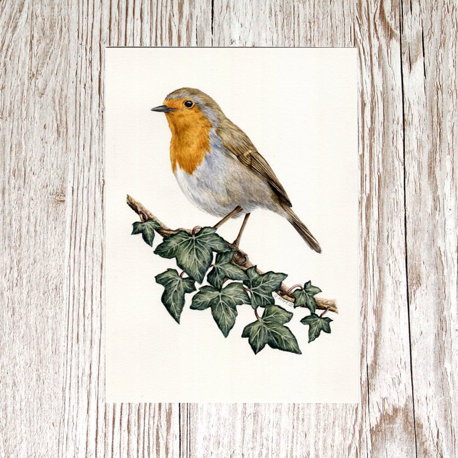 Watercolour painting - Robin and Ivy