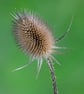 Common Teasel Wall Art – Nature Photography - Image 2
