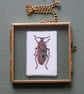 Embroidered Beetle in Metal and Glass Frame - Image 1
