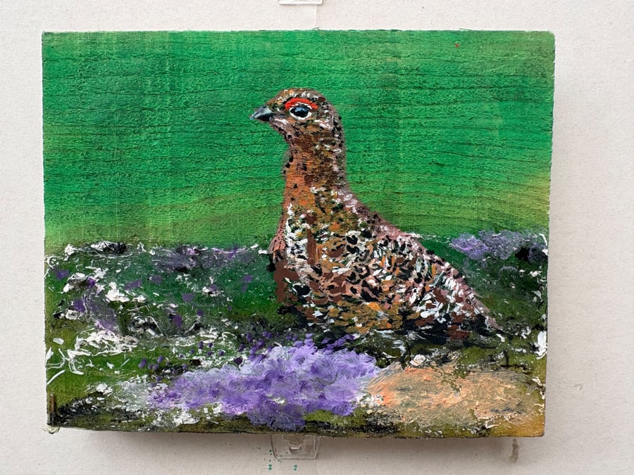 Red grouse amongst the heather