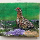 Red grouse amongst the heather