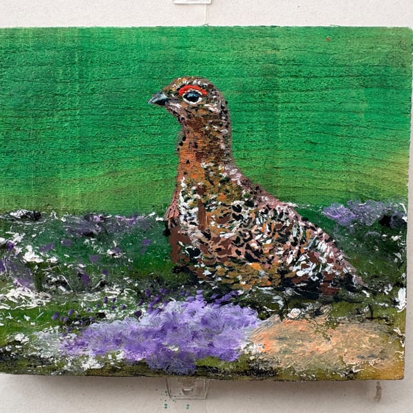 Red grouse amongst the heather