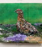 Red grouse amongst the heather