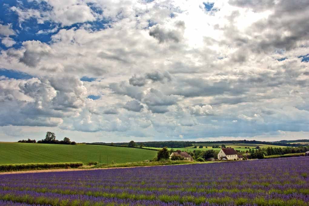 Lavender Field Purple Flowers Cotswolds Photograph Print