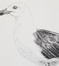Lesser black-backed gull card - Image 3