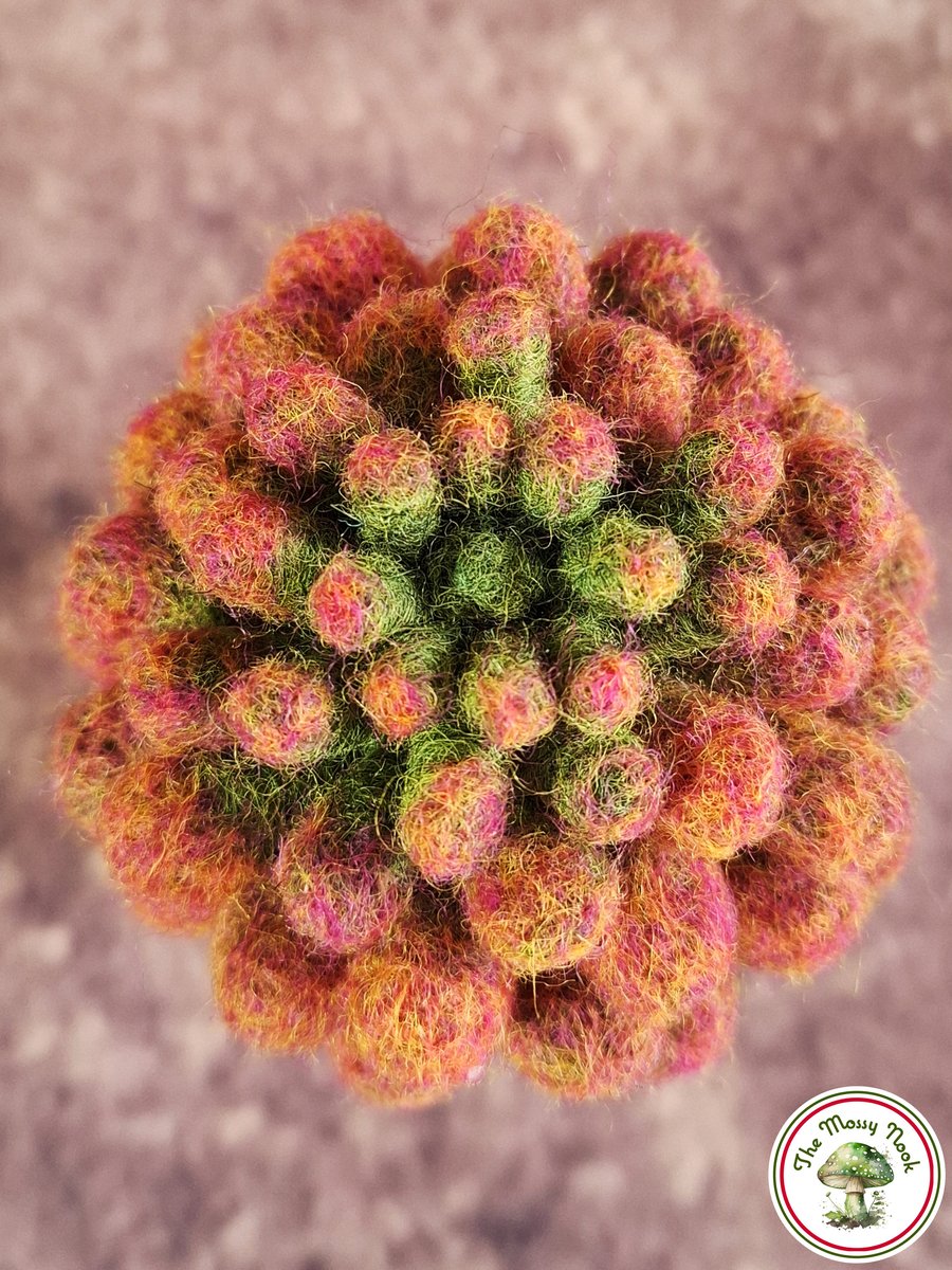 Sedum Crassulacaea. Needle Felted with Wool Fibres. Real Terracotta Pot.