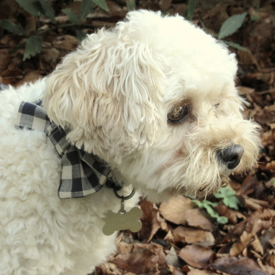 A dog bow tie.  Dog neckwear.