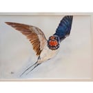 Swallow
