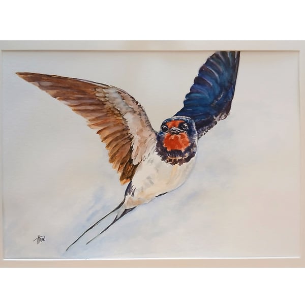 Swallow