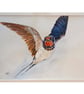 Swallow