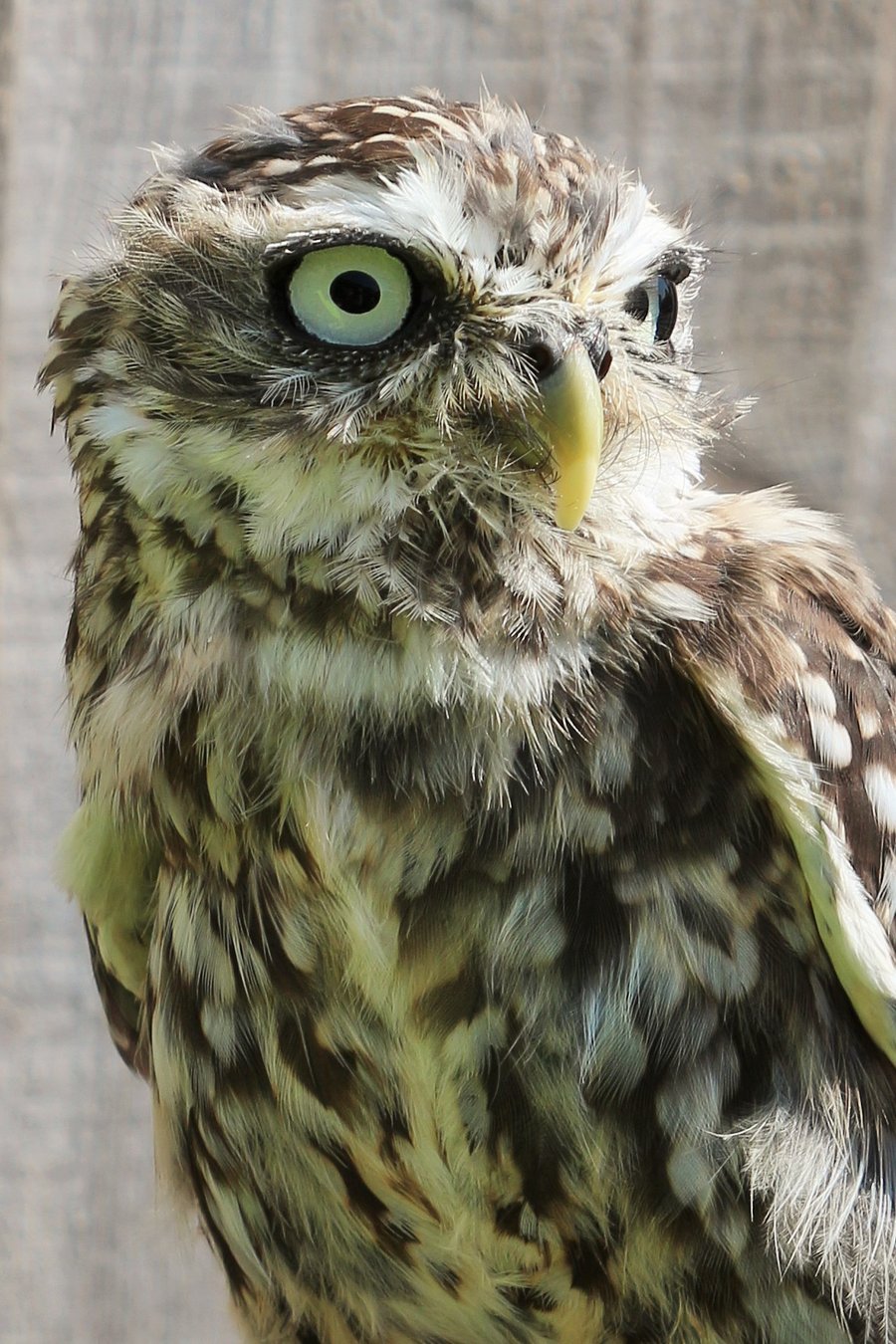 Photographic greetings card of a Little Owl.