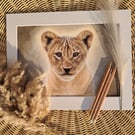 Lion Cub Drawing Fine Art Print Limited Edition 