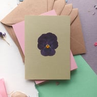 Real Pressed Viola Flower Greeting Card. Congratulations, Birthday