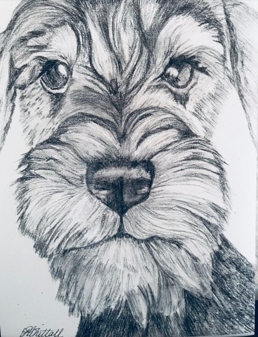 Pets portraits.Pencil and charcoal drawing.