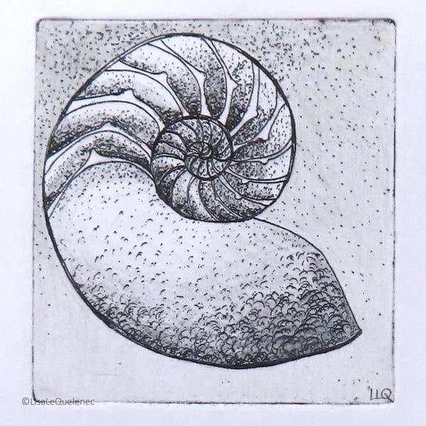 Chambered nautilus etching and mixed media art work