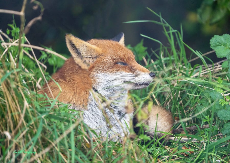 Sleepy Fox - Original, Hand-Signed Mounted Photograph