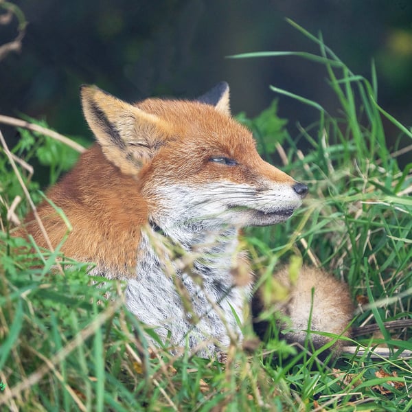 Sleepy Fox - Original, Hand-Signed Mounted Photograph
