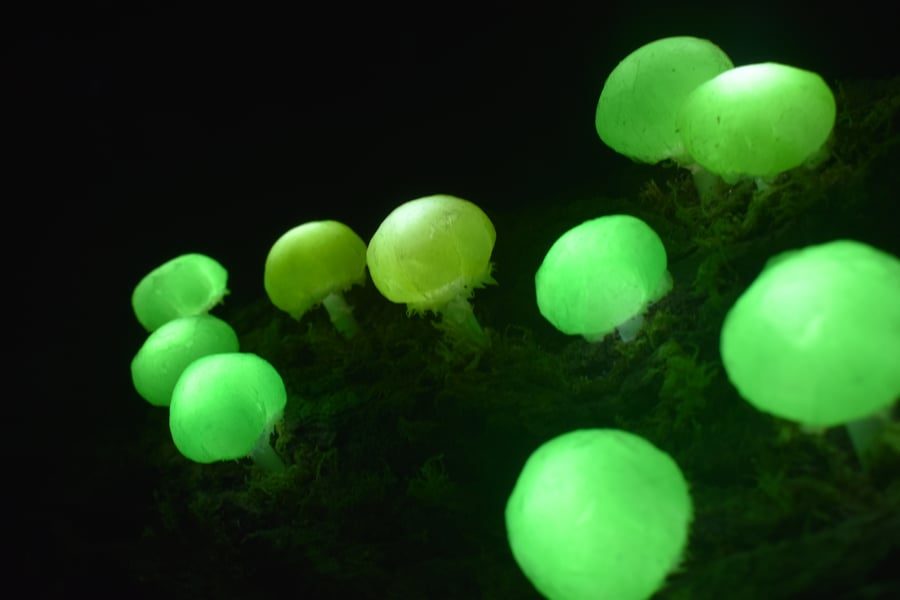Mushroom light-lamp - 10 Baby Green Bobble pop mushroom sculpture