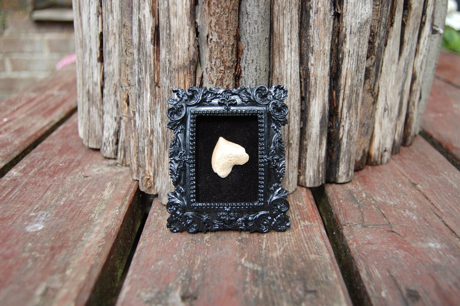 Fossil shark tooth in small frame